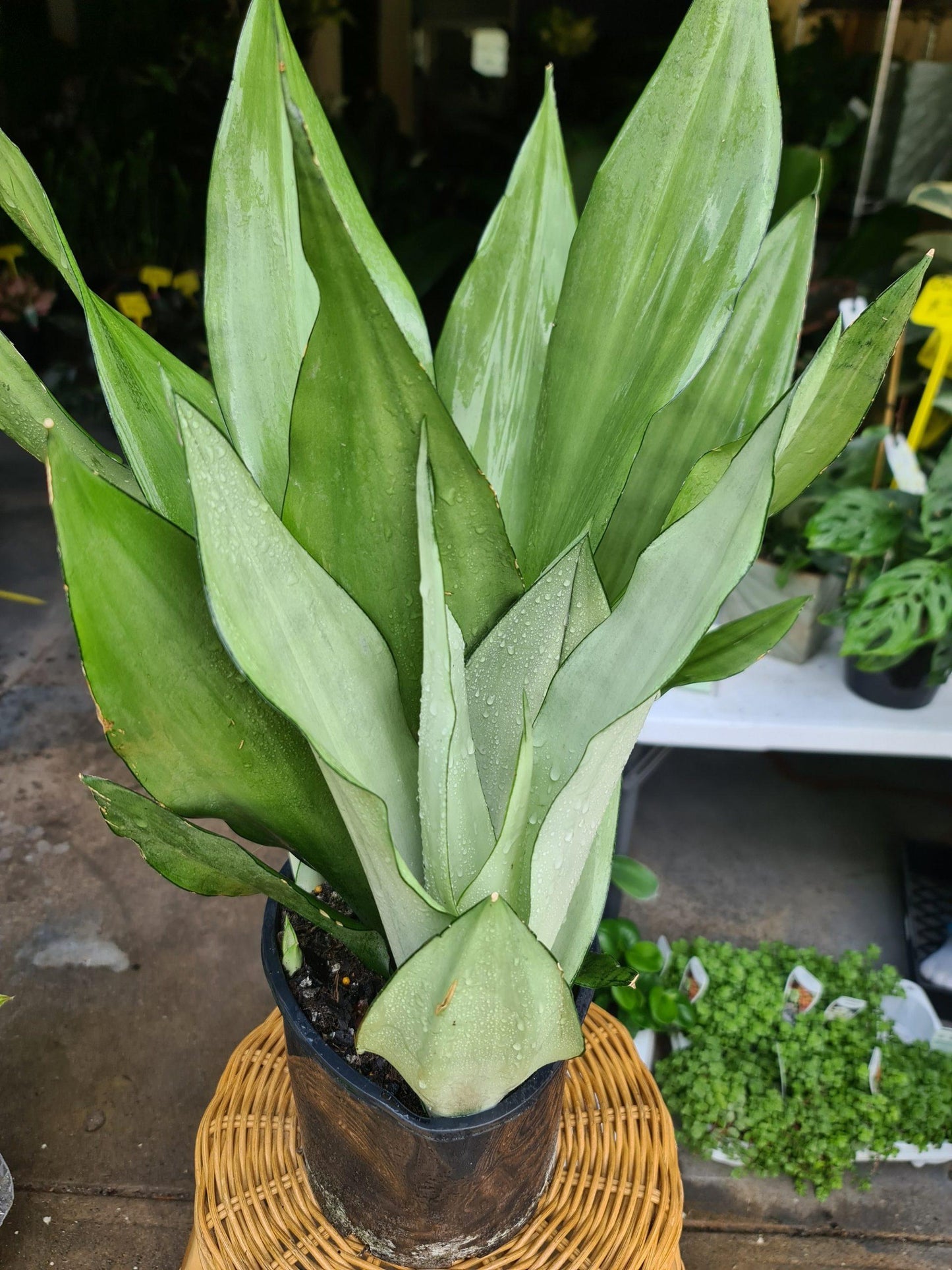 Sansevieria Trifasciata Moonshine - View 7 from www redcrocus com