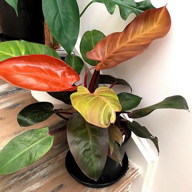 Philodendron Mccolley S Finale - View 14 from www redcrocus com
