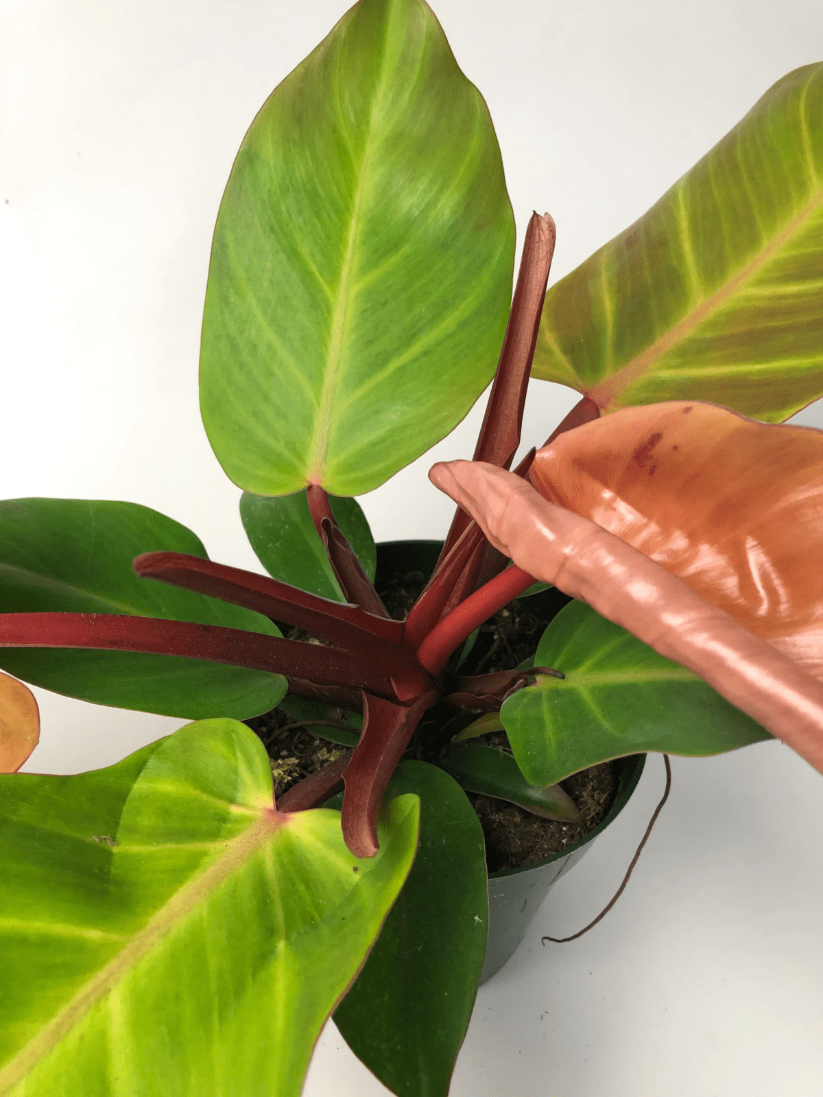 Philodendron Mccolley S Finale - View 14 from www redcrocus com