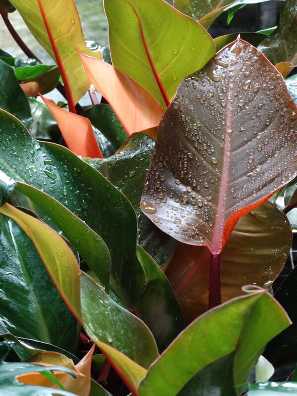 Philodendron Mccolley S Finale - View 17 from www redcrocus com