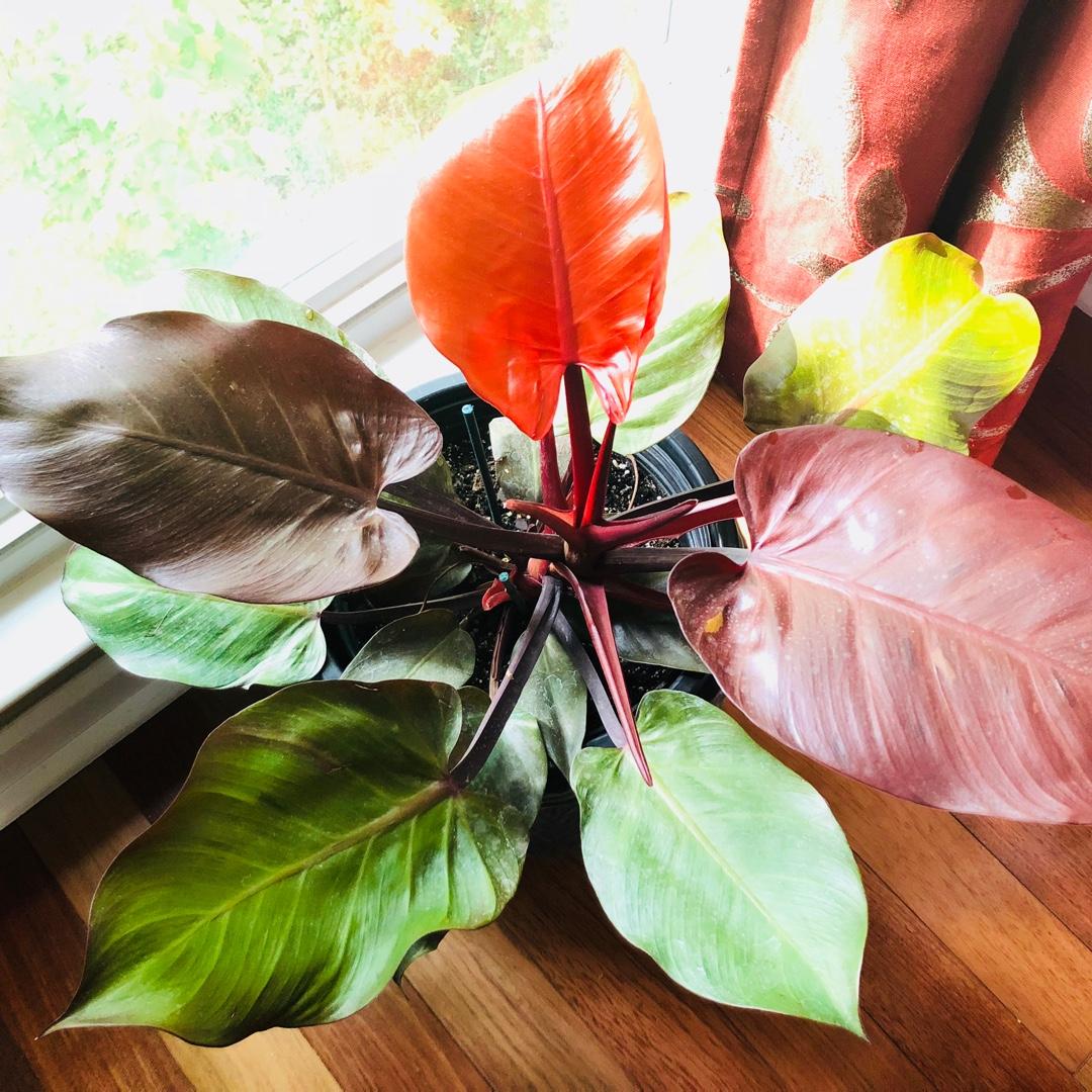 Philodendron Mccolley S Finale - View 2 from www redcrocus com