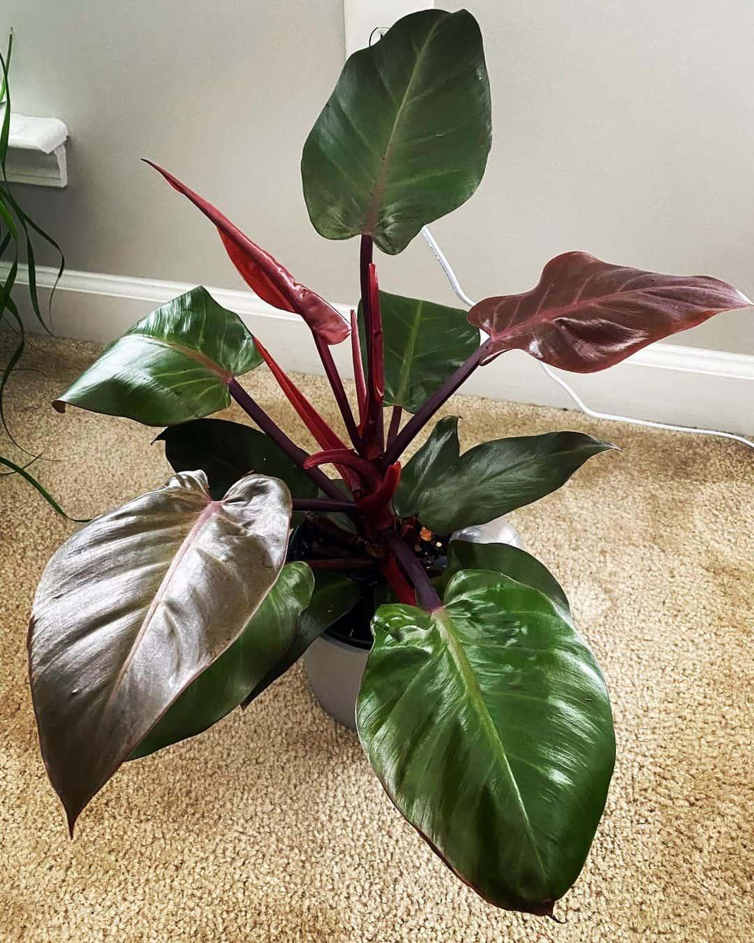 Philodendron Mccolley S Finale - View 5 from www redcrocus com