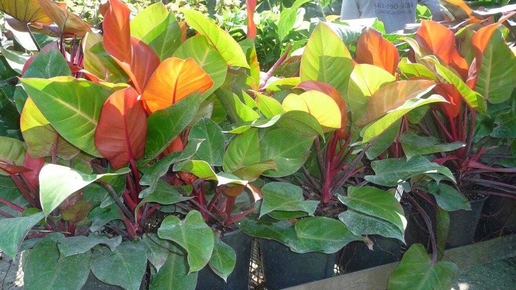 Philodendron Mccolley S Finale - View 7 from www redcrocus com
