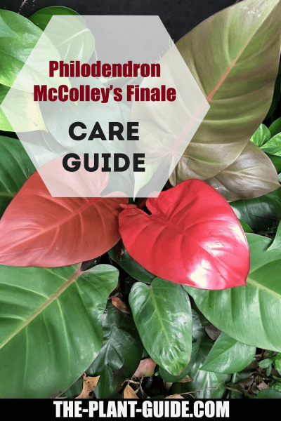 Philodendron Mccolley S Finale - View 8 from www redcrocus com