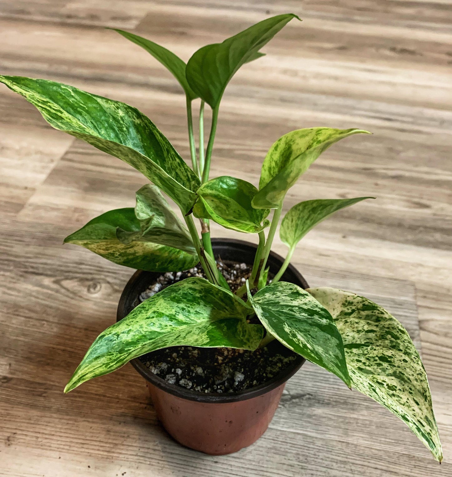 Pothos Epipremnum Aureum Marble Queen - View 10 from www redcrocus com