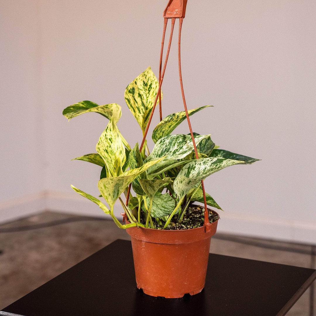 Pothos Epipremnum Aureum Marble Queen - View 11 from www redcrocus com