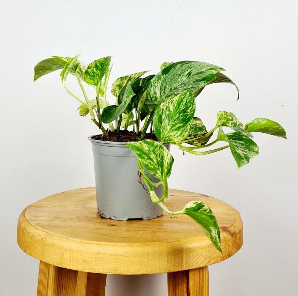 Pothos Epipremnum Aureum Marble Queen - View 12 from www redcrocus com