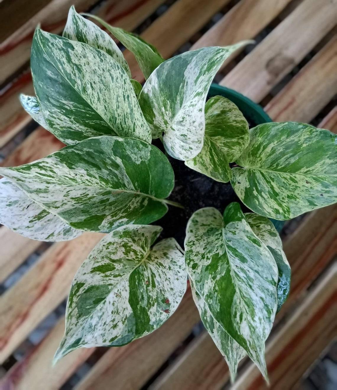 Pothos Epipremnum Aureum Marble Queen - View 13 from www redcrocus com