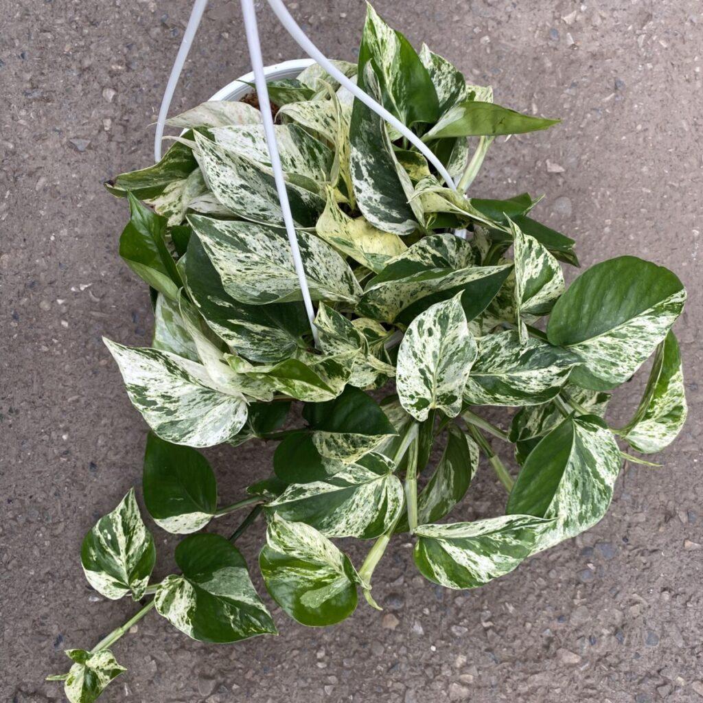 Pothos Epipremnum Aureum Marble Queen - View 15 from www redcrocus com