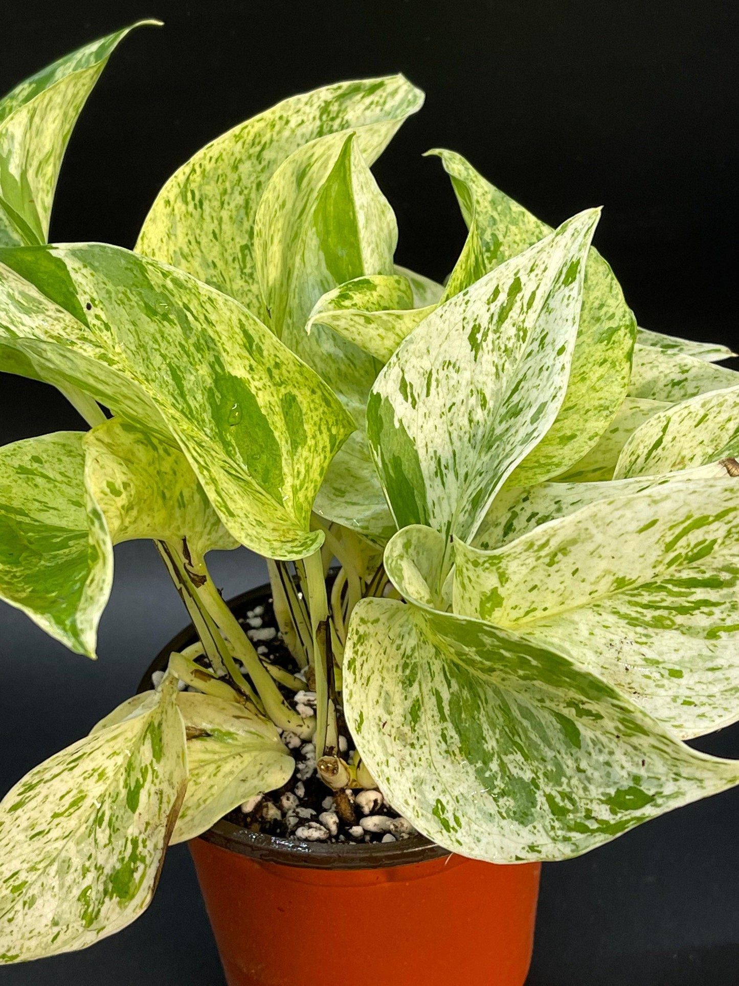 Pothos Epipremnum Aureum Marble Queen - View 16 from www redcrocus com