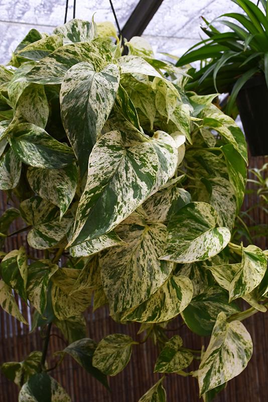 Pothos Epipremnum Aureum Marble Queen - View 18 from www redcrocus com