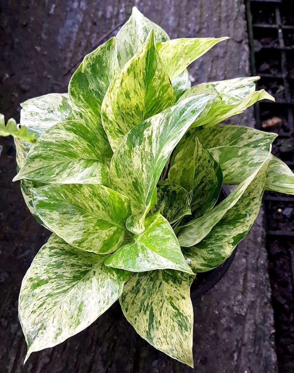 Pothos Epipremnum Aureum Marble Queen - View 1 from www redcrocus com