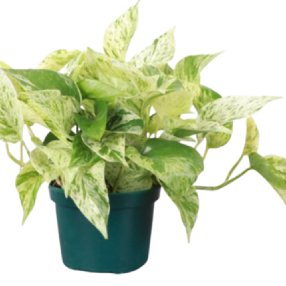Pothos Epipremnum Aureum Marble Queen - View 20 from www redcrocus com