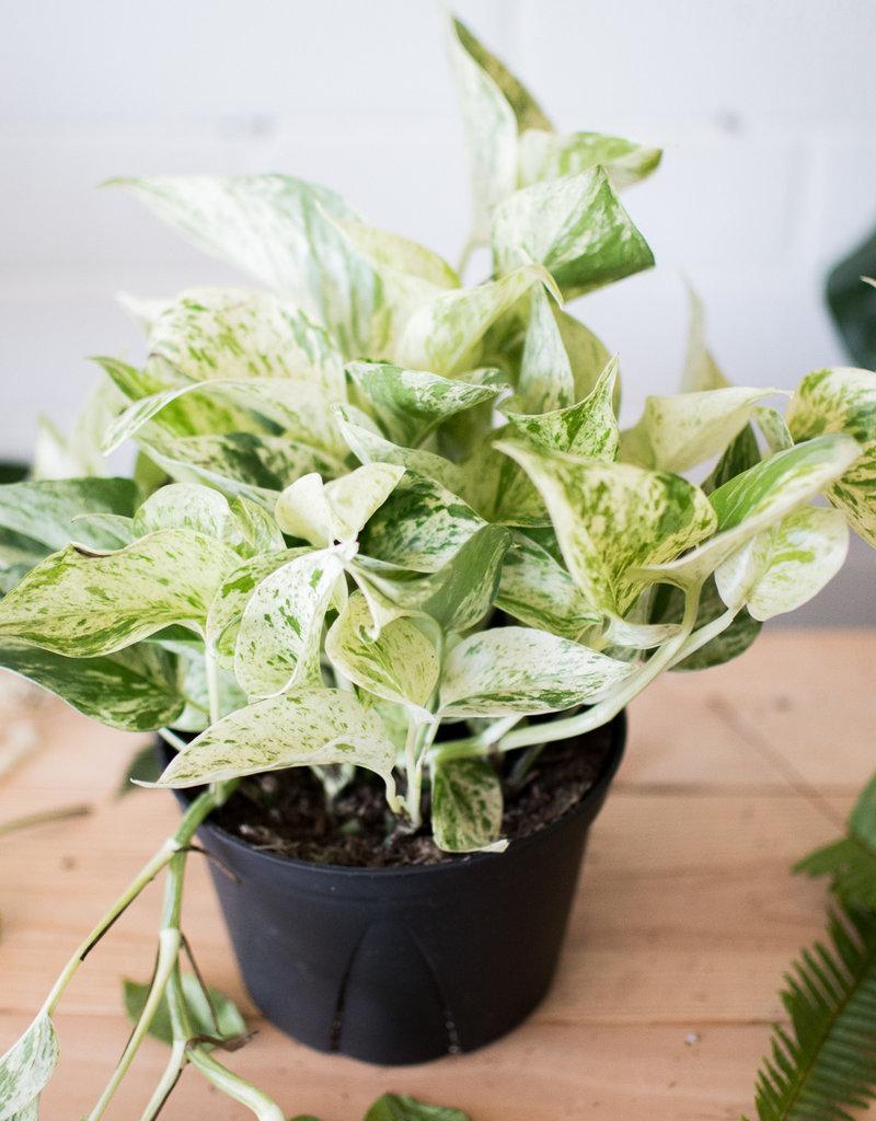Pothos Epipremnum Aureum Marble Queen - View 20 from www redcrocus com