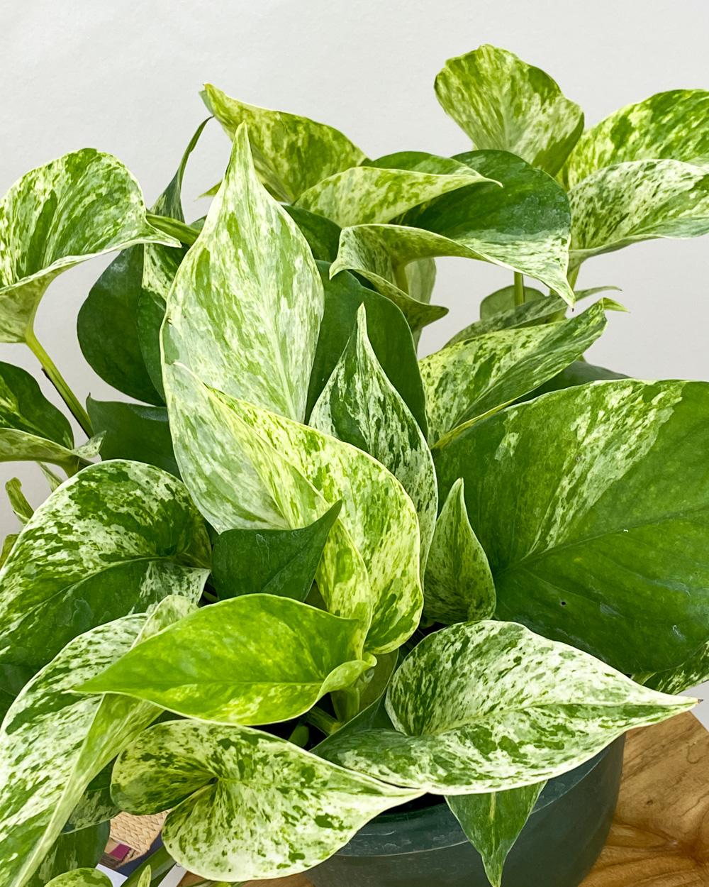Pothos Epipremnum Aureum Marble Queen - View 2 from www redcrocus com