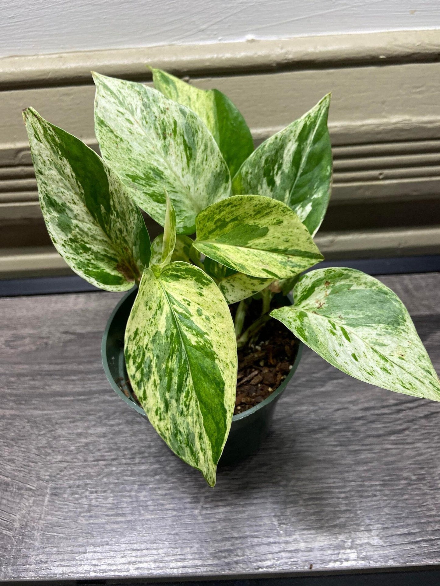 Pothos Epipremnum Aureum Marble Queen - View 3 from www redcrocus com