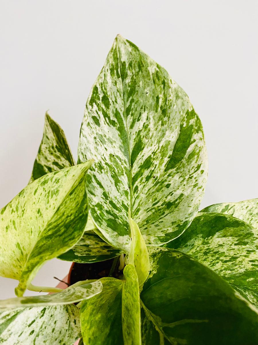 Pothos Epipremnum Aureum Marble Queen - View 4 from www redcrocus com
