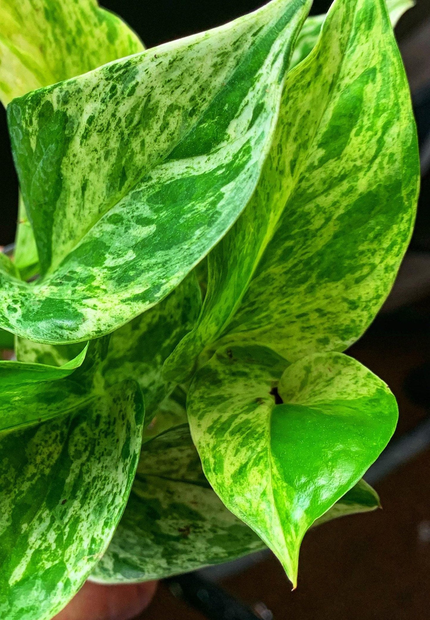 Pothos Epipremnum Aureum Marble Queen - View 5 from www redcrocus com