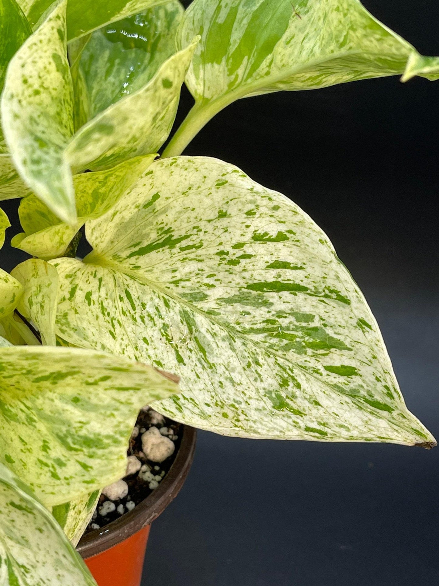 Pothos Epipremnum Aureum Marble Queen - View 6 from www redcrocus com
