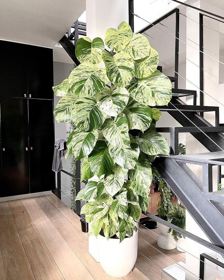 Pothos Epipremnum Aureum Marble Queen - View 7 from www redcrocus com