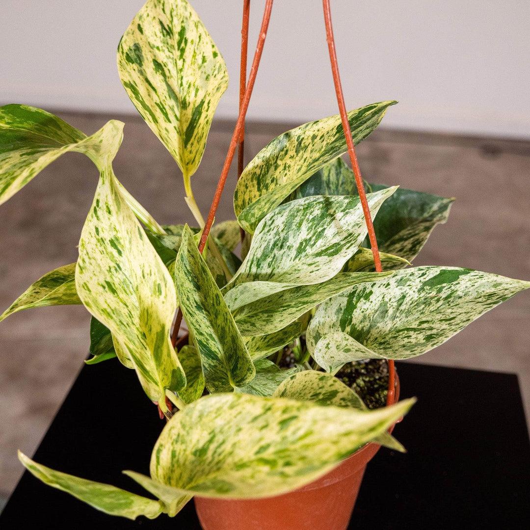 Pothos Epipremnum Aureum Marble Queen - View 8 from www redcrocus com