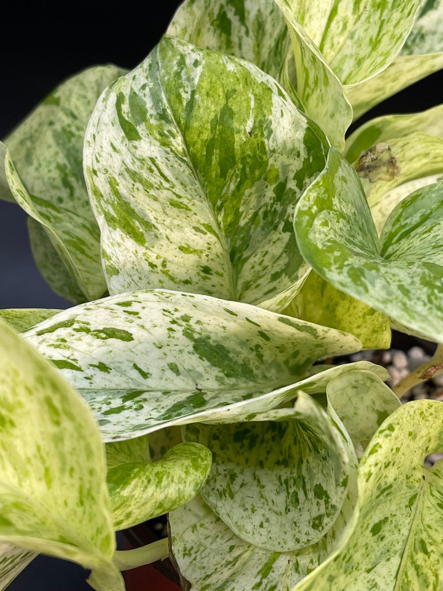 Pothos Epipremnum Aureum Marble Queen - View 9 from www redcrocus com
