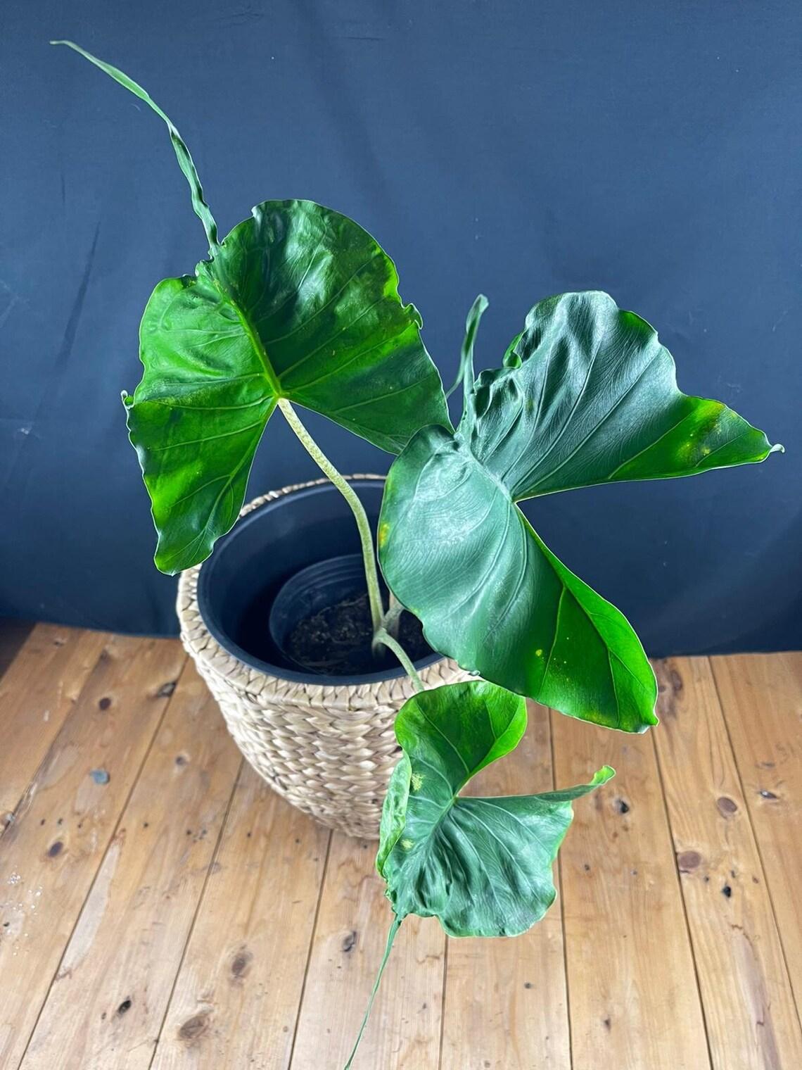 Alocasia Stingray - View 10 from www redcrocus com