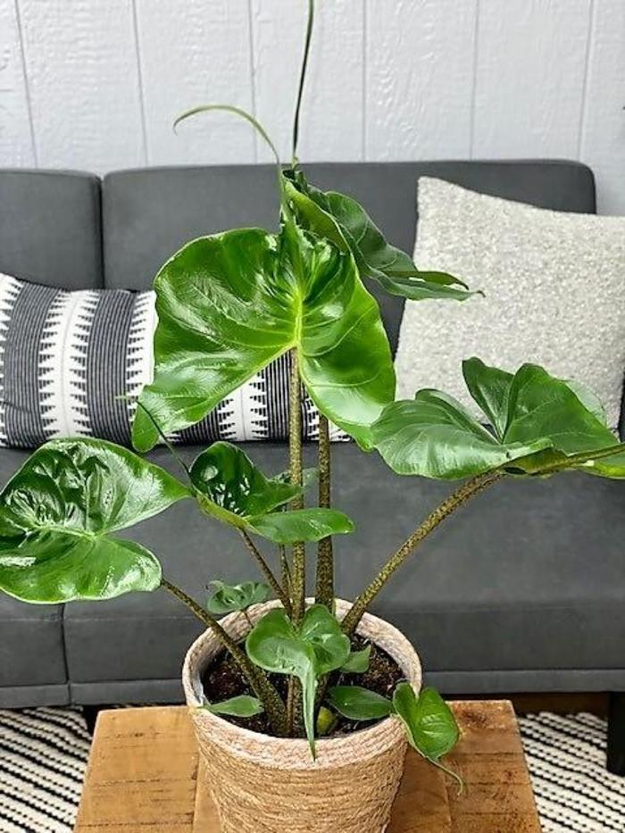 Alocasia Stingray - View 12 from www redcrocus com