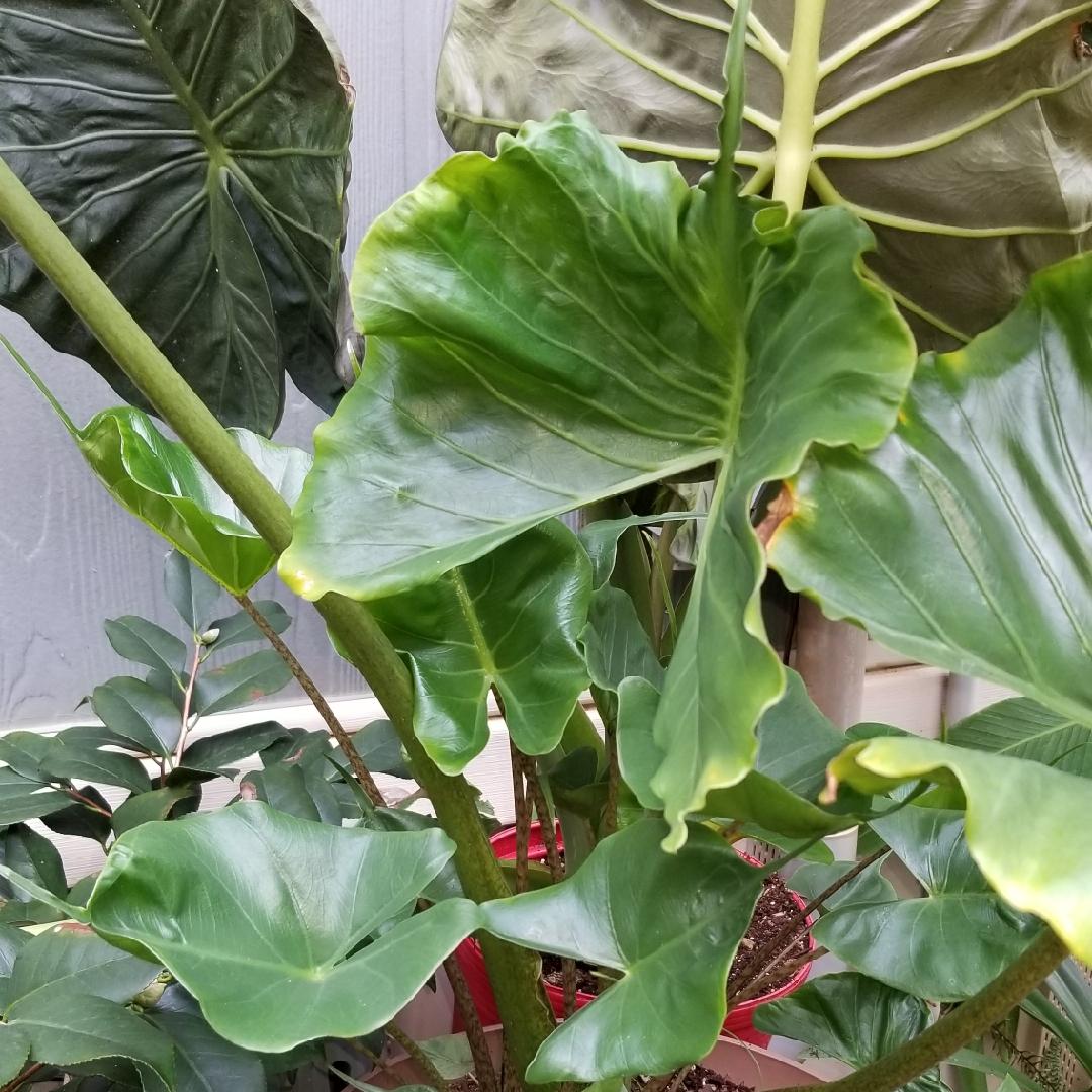 Alocasia Stingray - View 14 from www redcrocus com