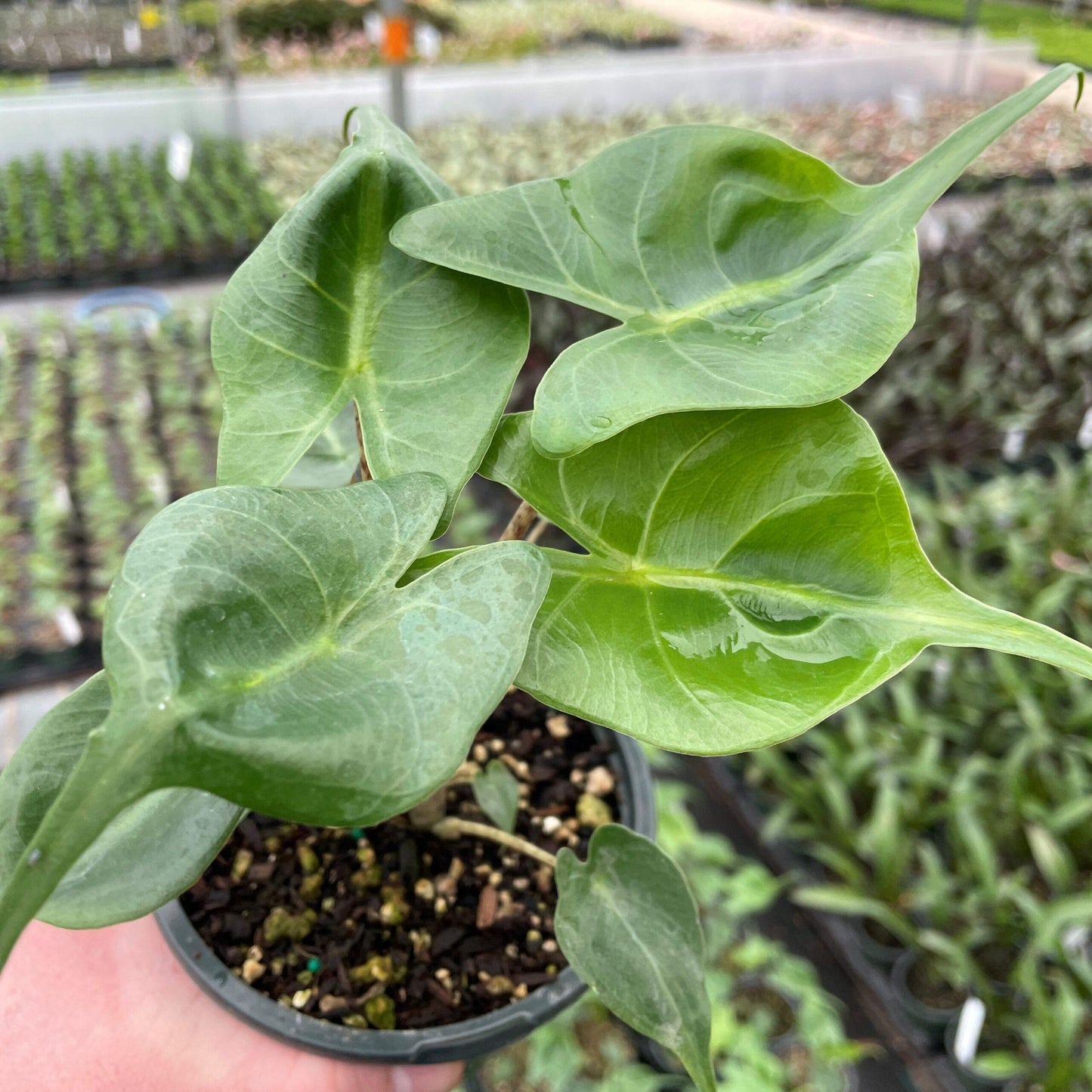 Alocasia Stingray - View 17 from www redcrocus com