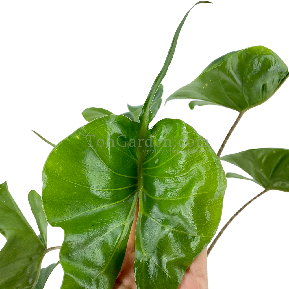 Alocasia Stingray - View 19 from www redcrocus com