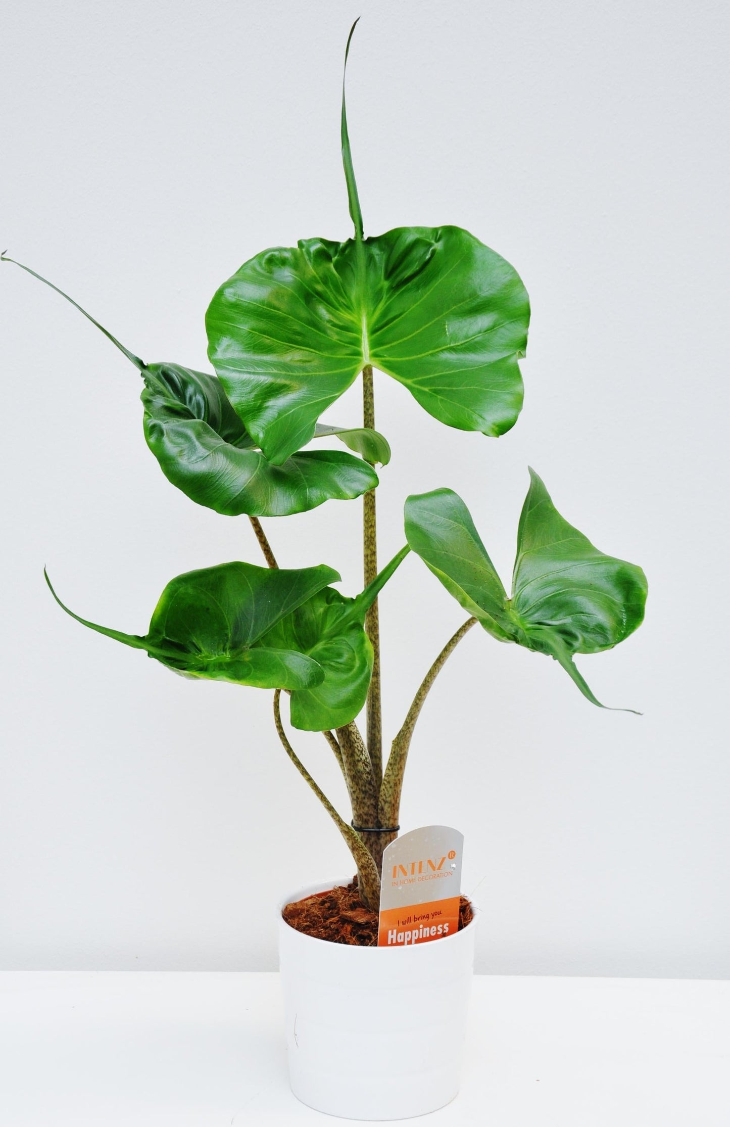 Alocasia Stingray - View 3 from www redcrocus com