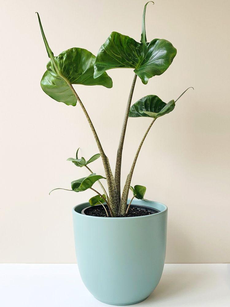Alocasia Stingray - View 4 from www redcrocus com