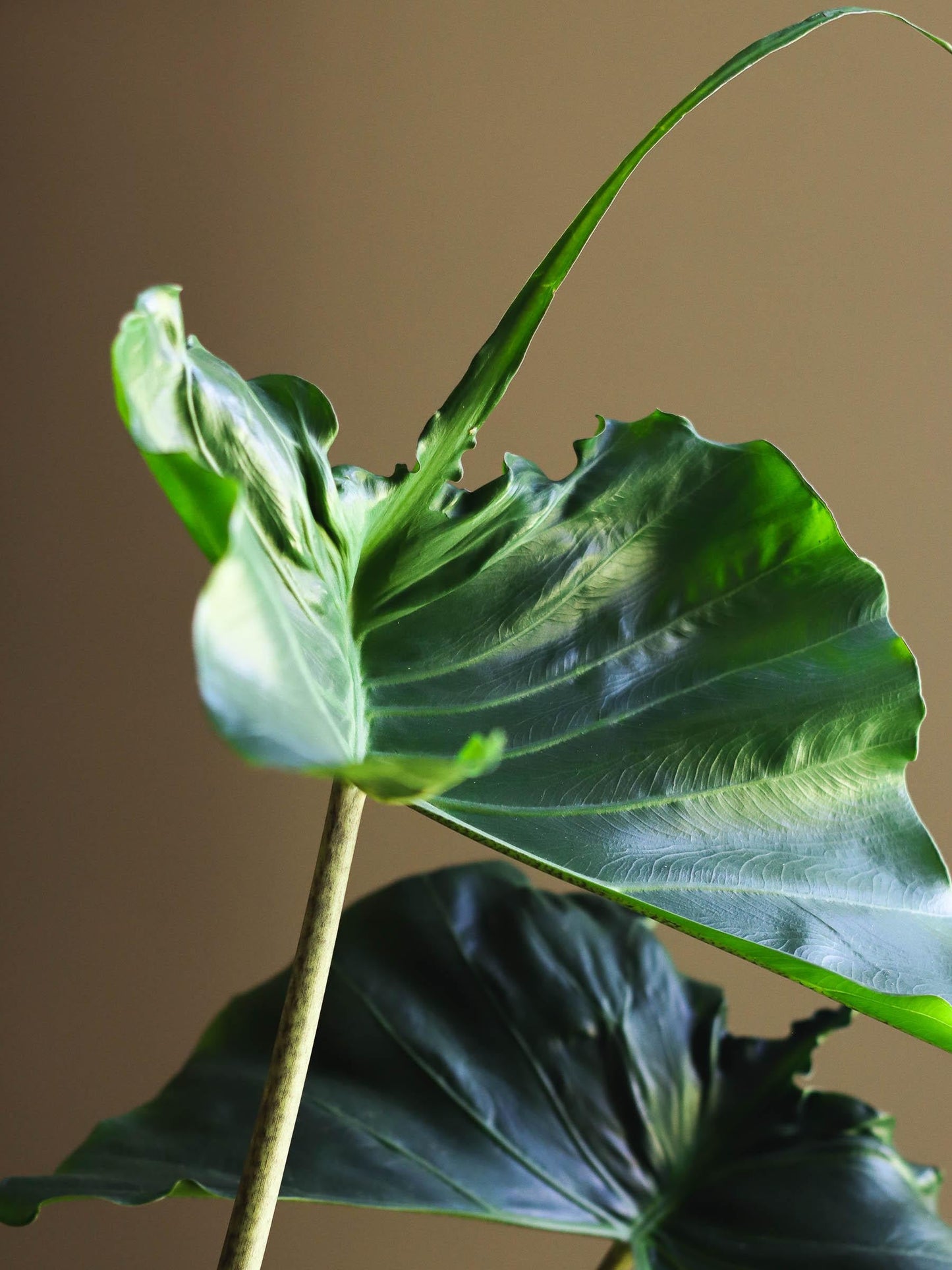Alocasia Stingray - View 7 from www redcrocus com