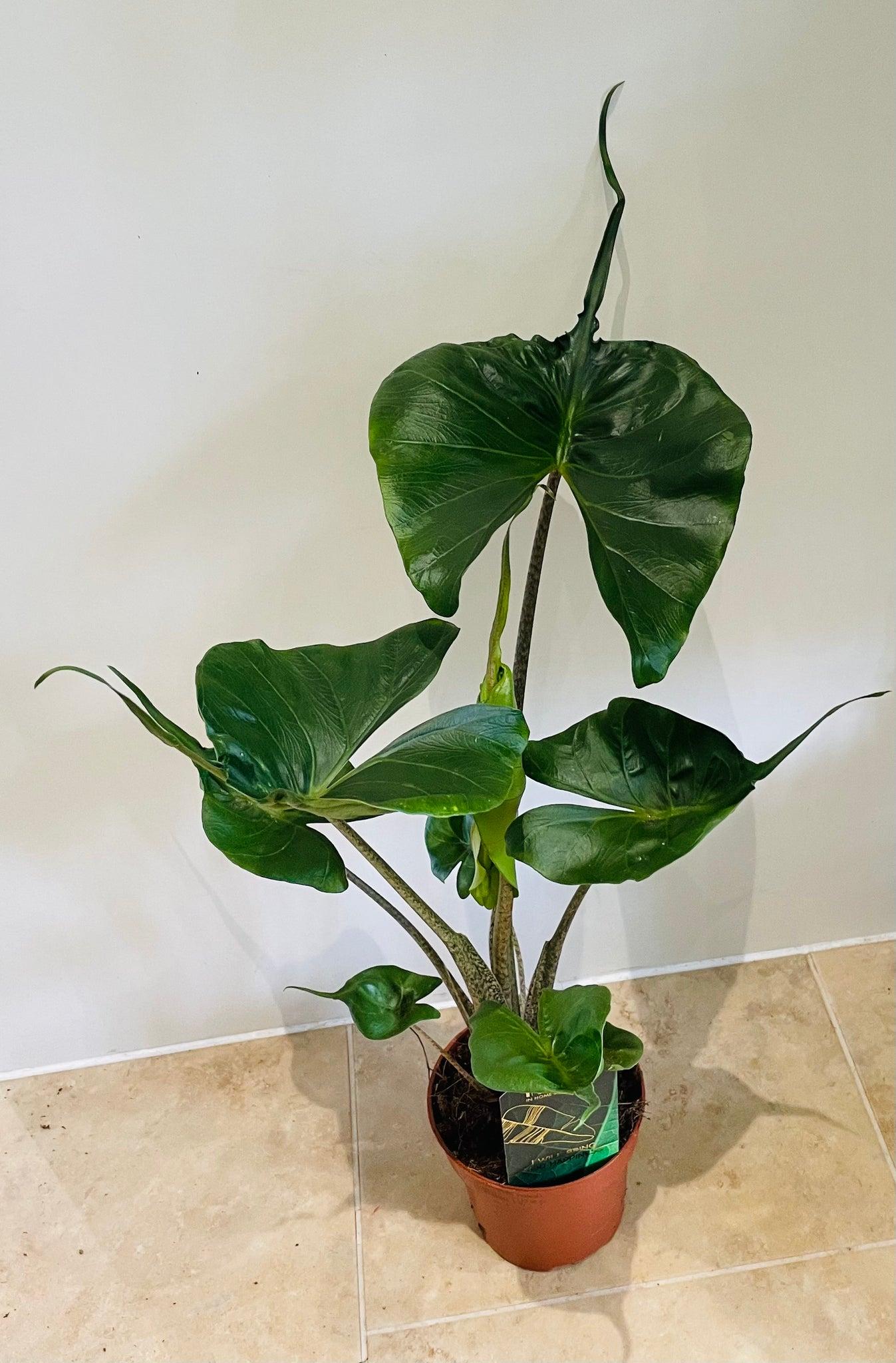 Alocasia Stingray - View 9 from www redcrocus com