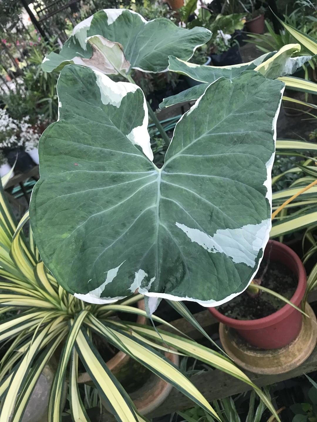 Alocasia 'stingray' - View 10 from www redcrocus com
