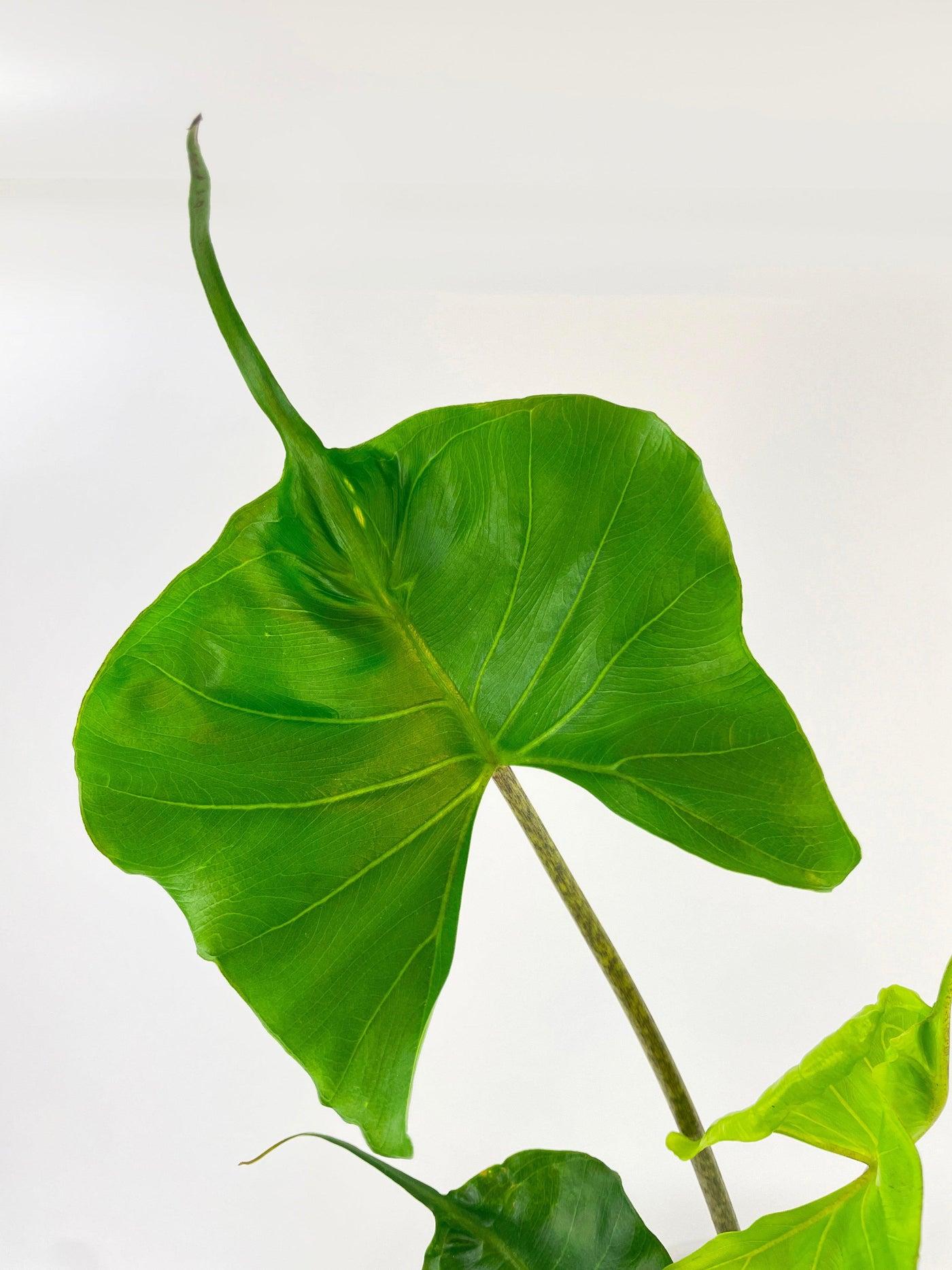 Alocasia 'stingray' - View 11 from www redcrocus com