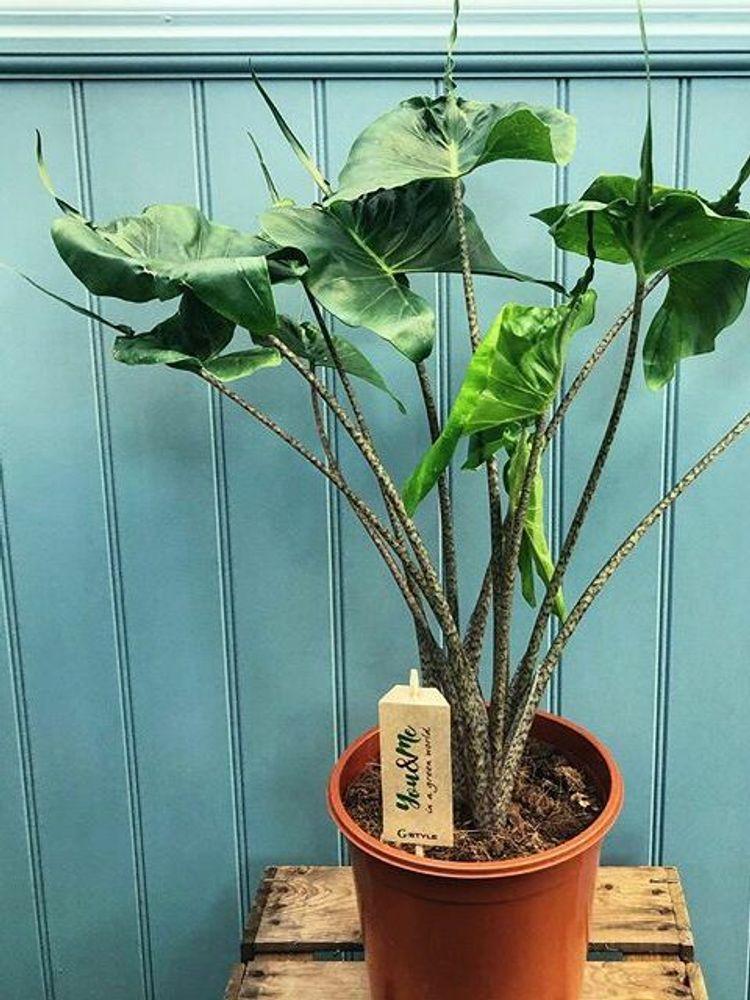 Alocasia 'stingray' - View 14 from www redcrocus com