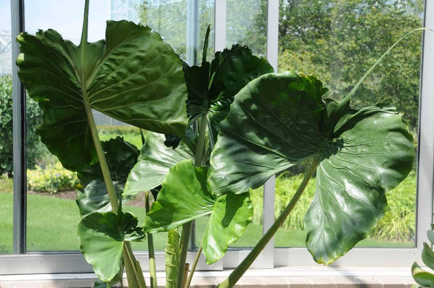 Alocasia 'stingray' - View 15 from www redcrocus com