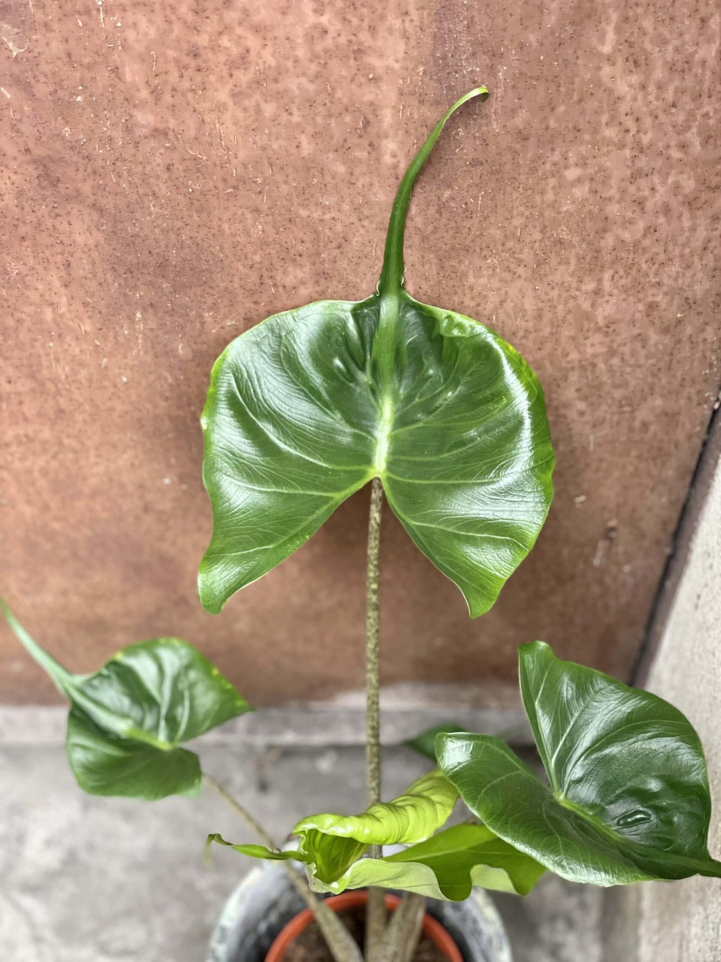 Alocasia 'stingray' - View 16 from www redcrocus com