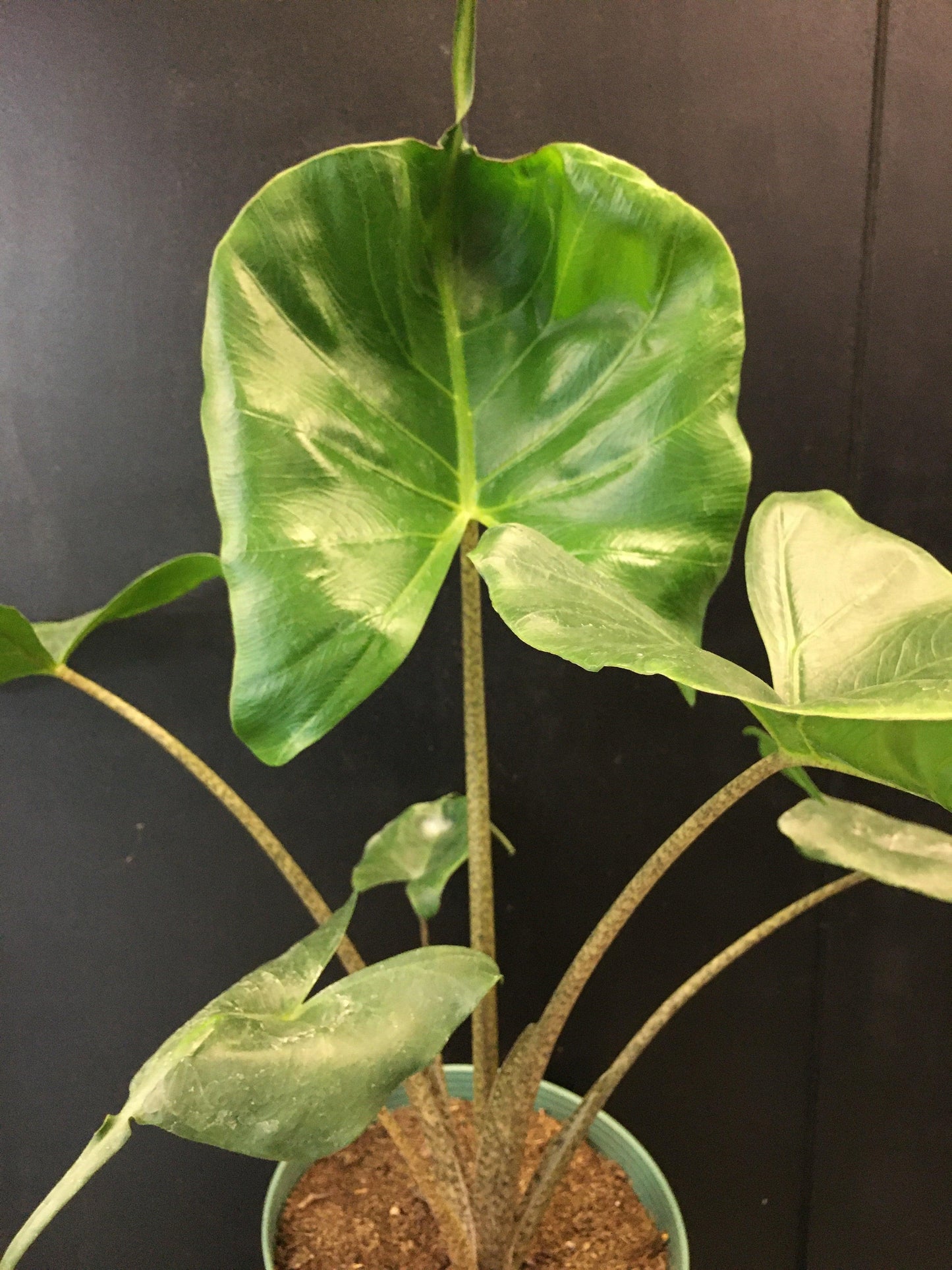 Alocasia 'stingray' - View 17 from www redcrocus com