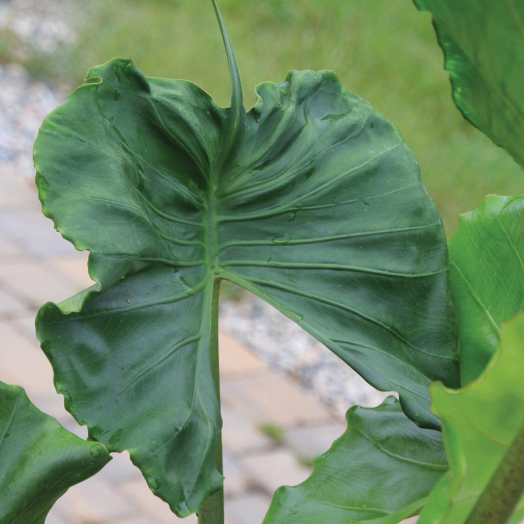 Alocasia 'stingray' - View 18 from www redcrocus com