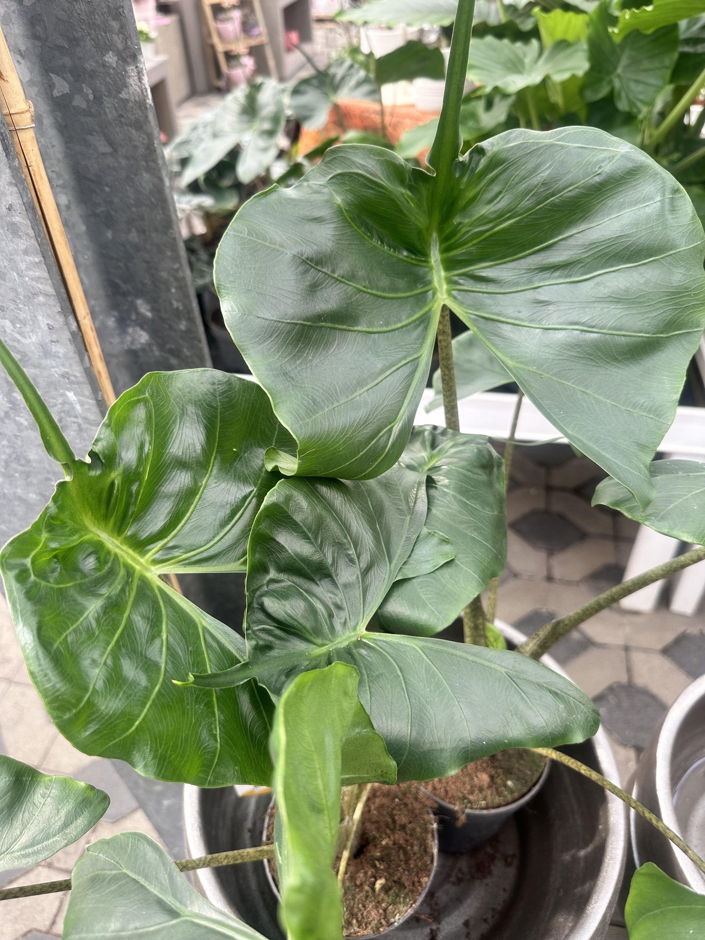 Alocasia 'stingray' - View 19 from www redcrocus com