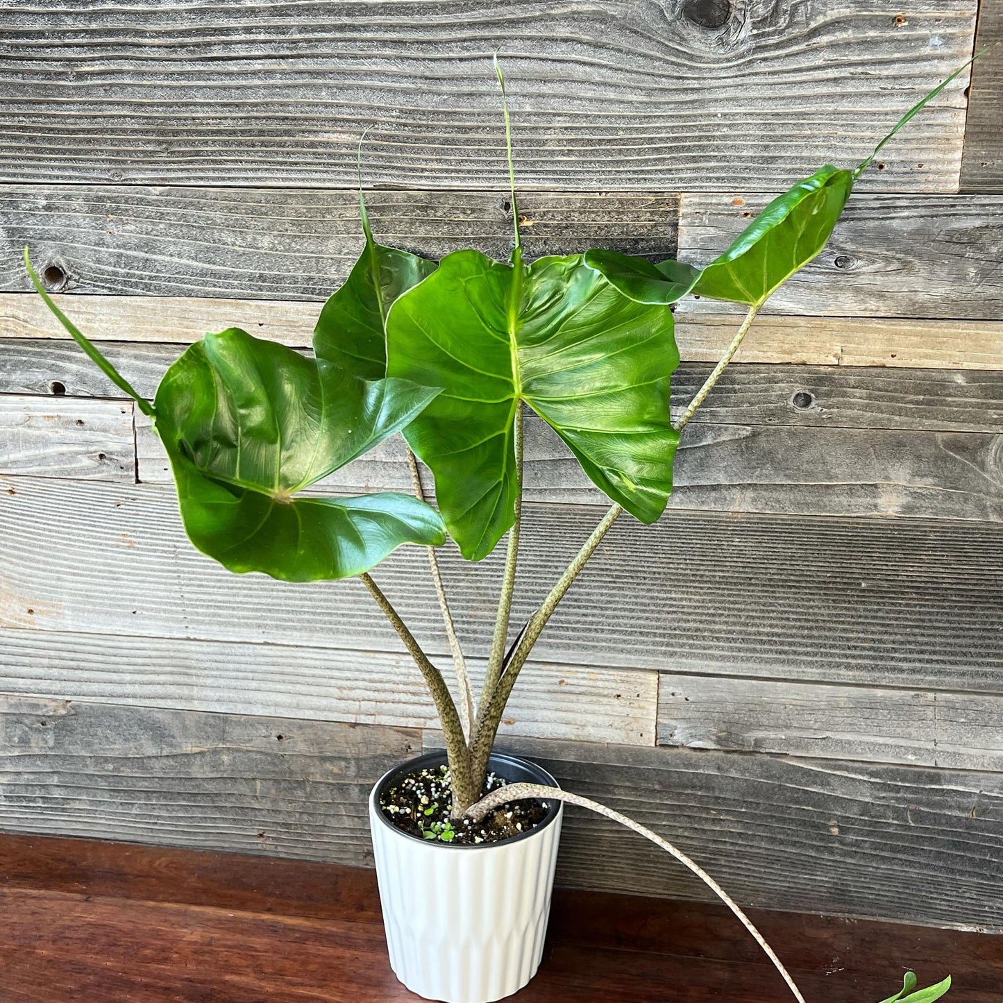 Alocasia 'stingray' - View 8 from www redcrocus com
