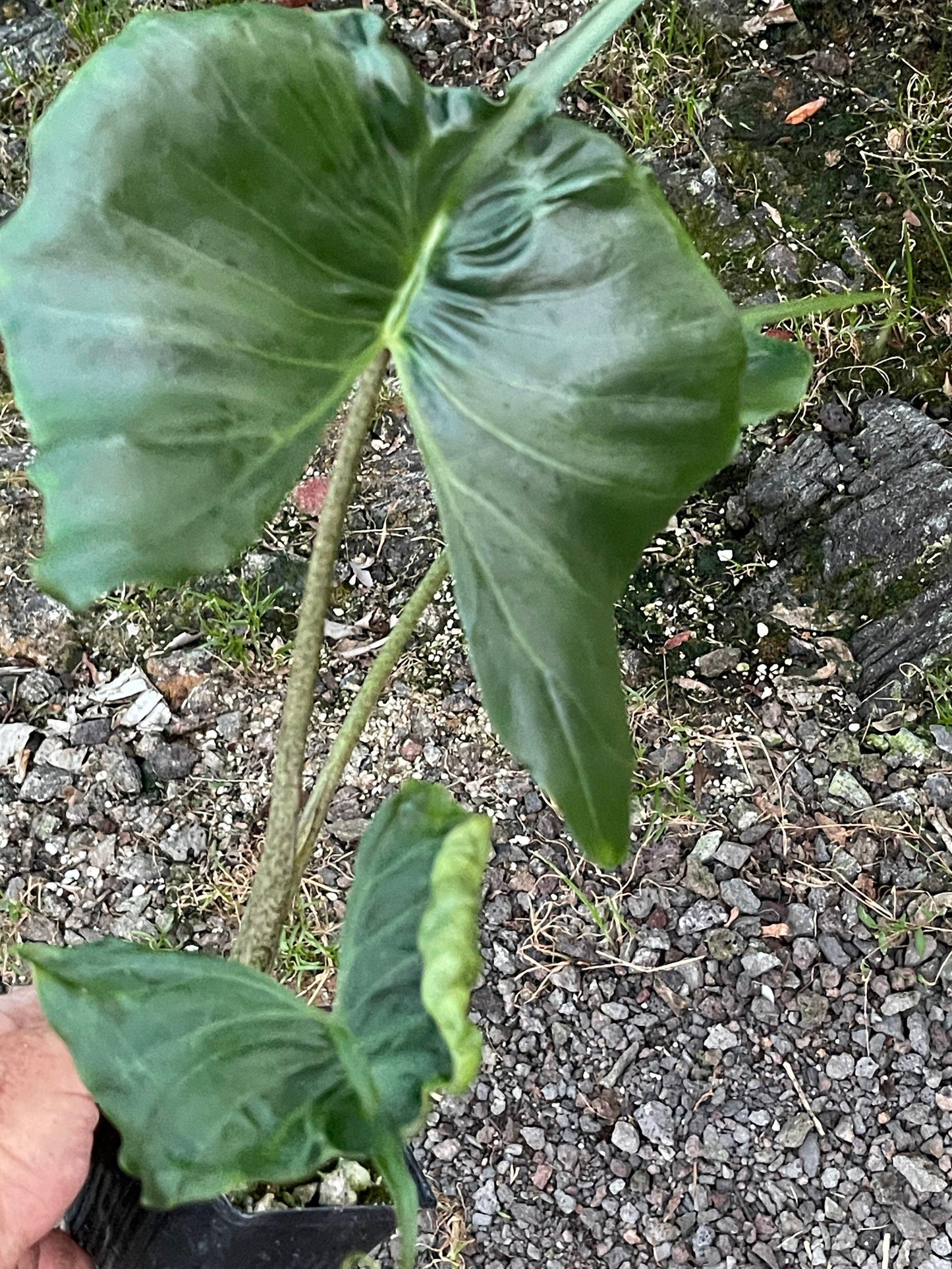 Alocasia 'stingray' - View 9 from www redcrocus com