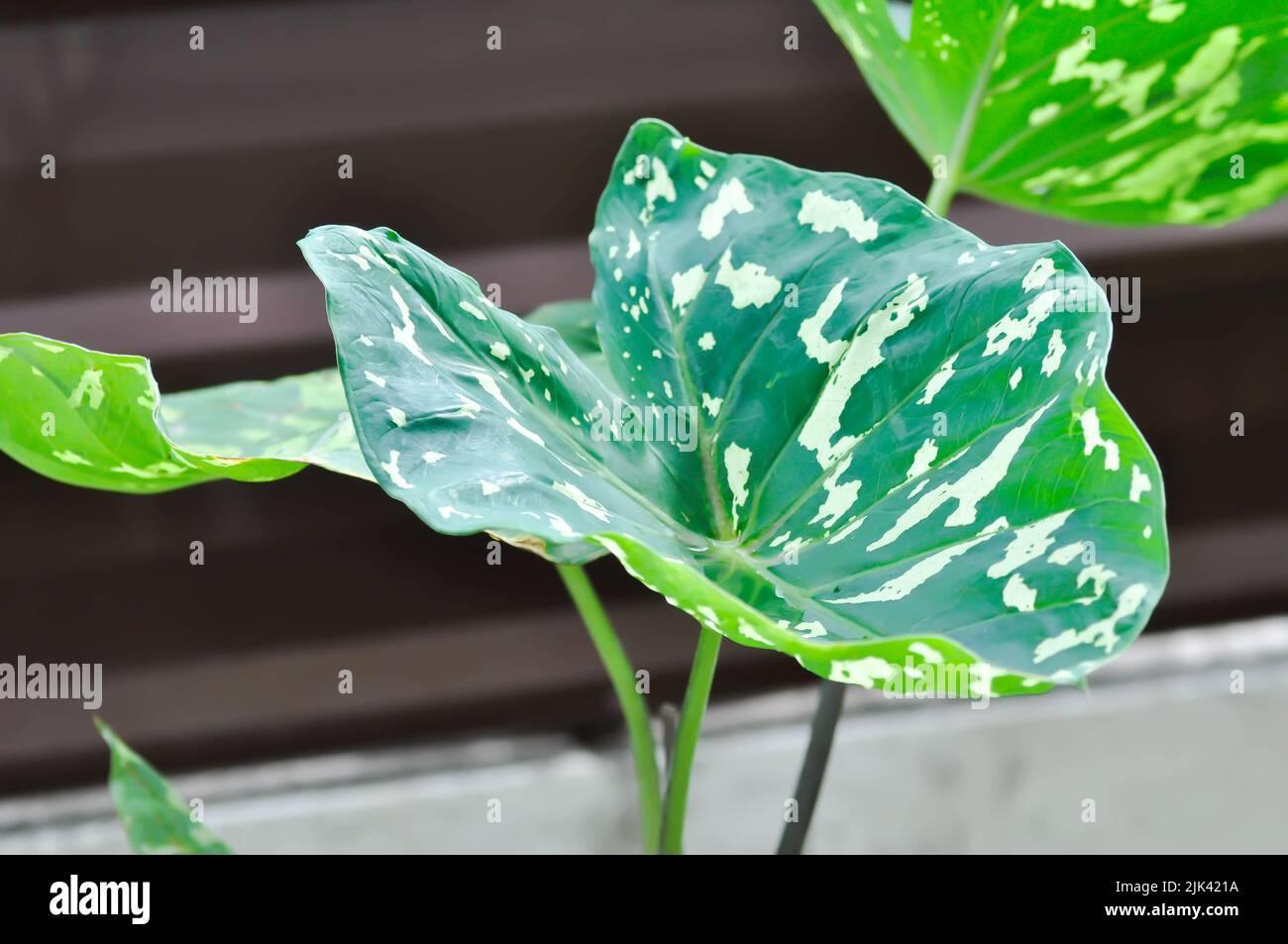 Alocasia Hilo Beauty - View 11 from www redcrocus com