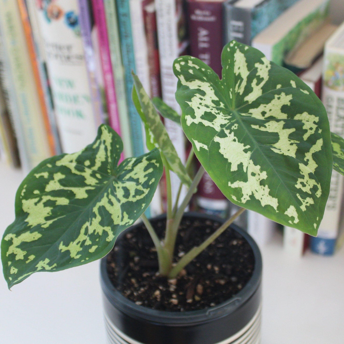 Alocasia Hilo Beauty - View 16 from www redcrocus com