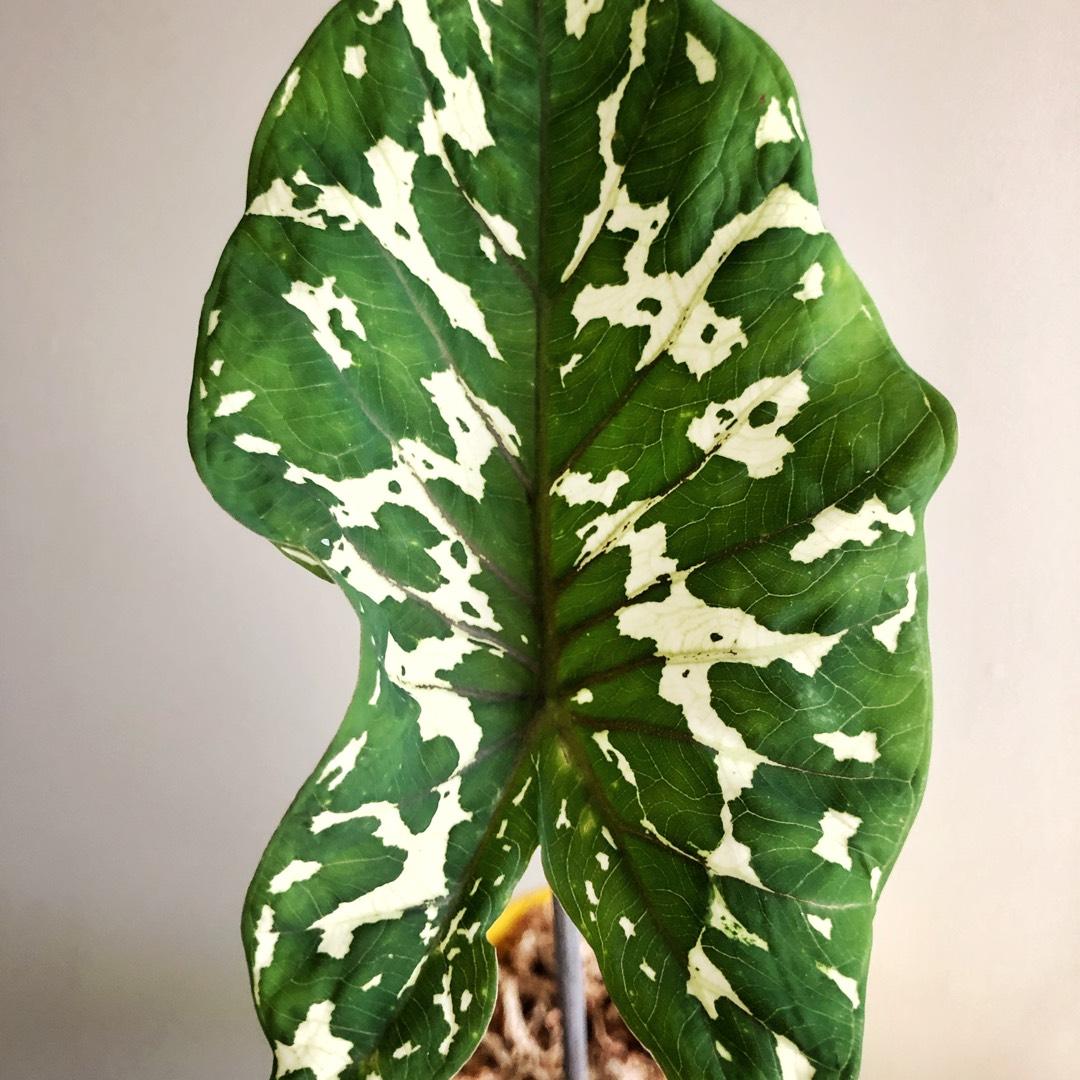 Alocasia Hilo Beauty - View 8 from www redcrocus com