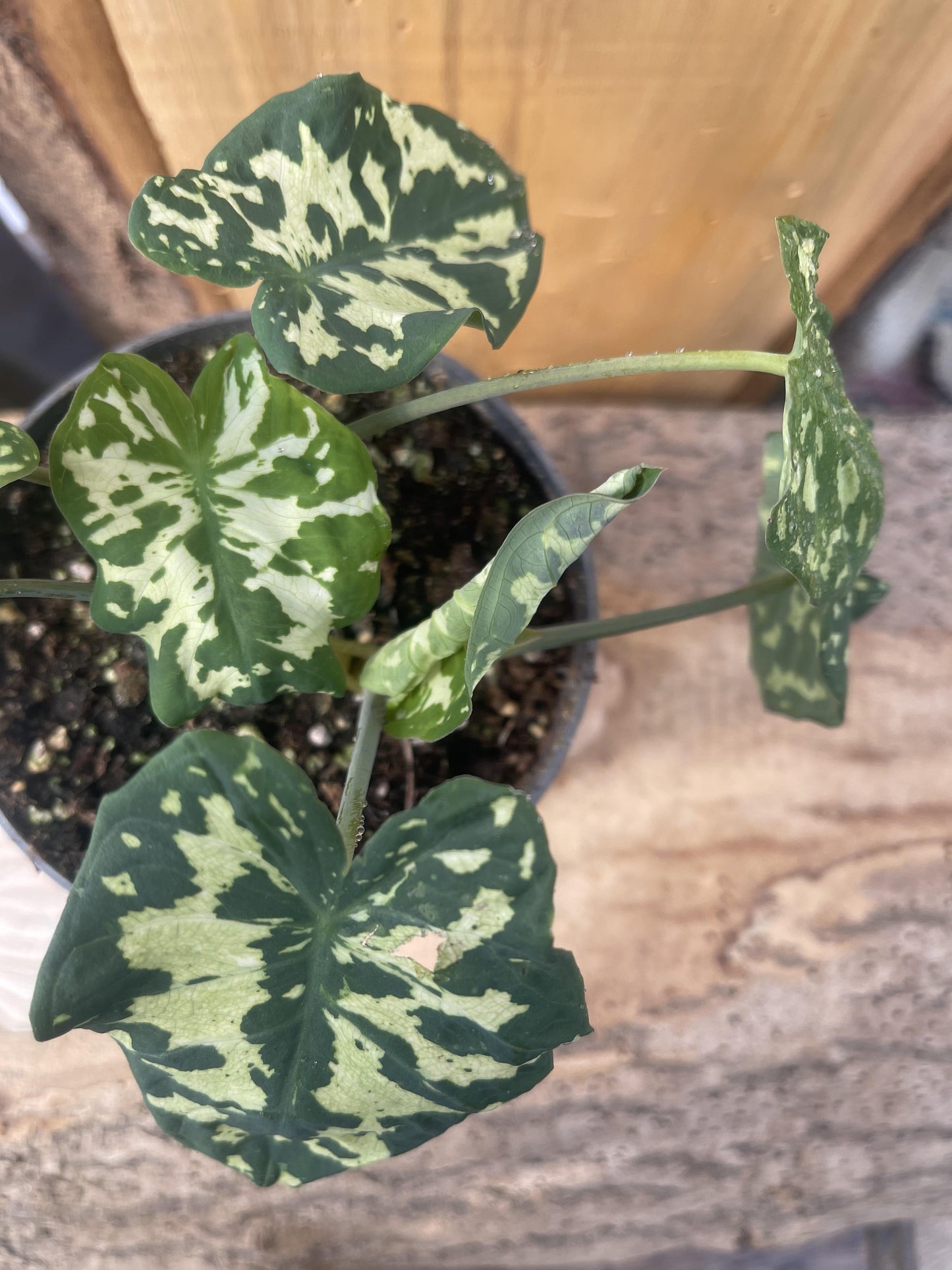 Alocasia Hilo Beauty - View 9 from www redcrocus com