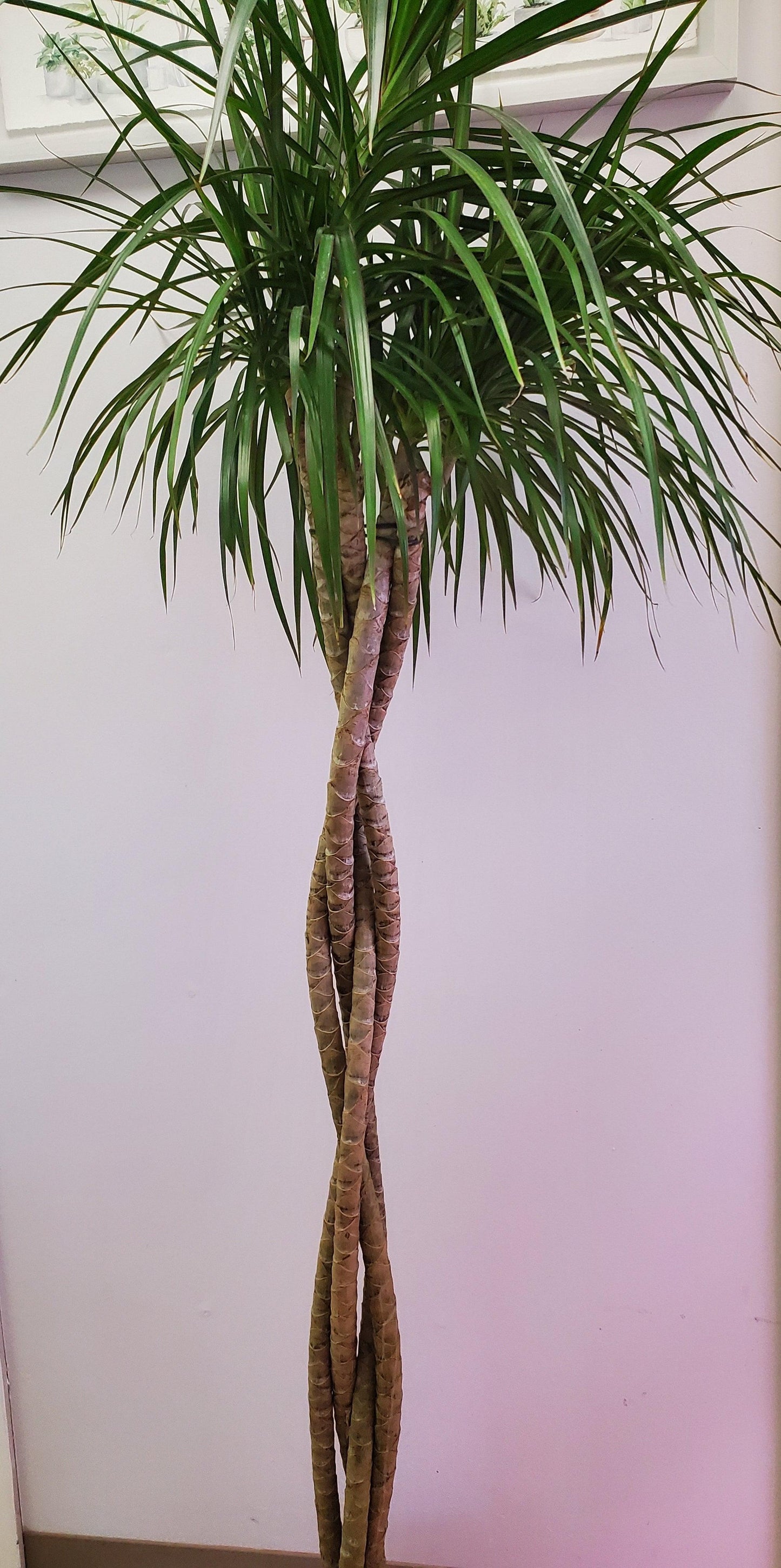 Dracaena Marginata 'open Weave' Cane - View 28 from www redcrocus com